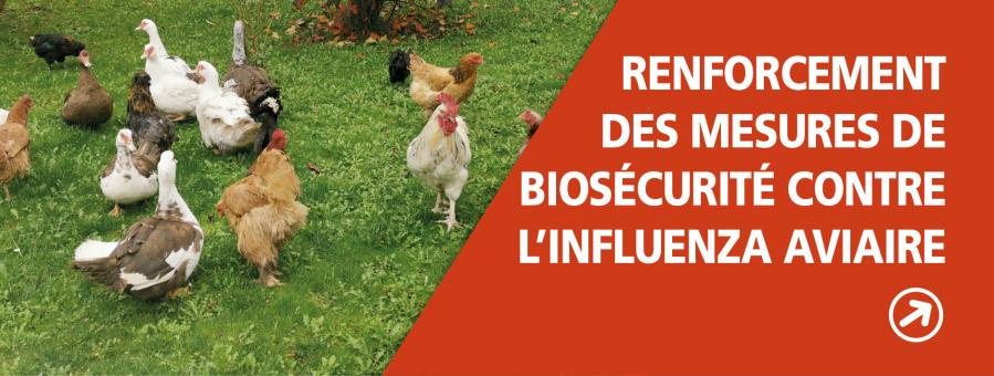 Renforcement des mesures de biosécurité pour lutter contre l’influenza aviaire Renforcement des mesures de biosécurité pour lutter contre l’influenza aviaire