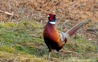 Conteville (Eure) Amicale de Chasse