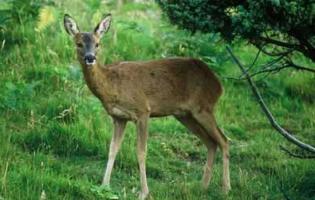 Conteville (Eure) Amicale de Chasse