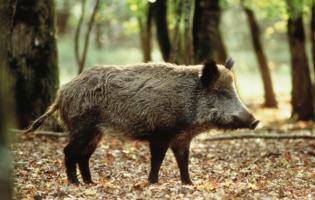 Conteville (Eure) Amicale de Chasse